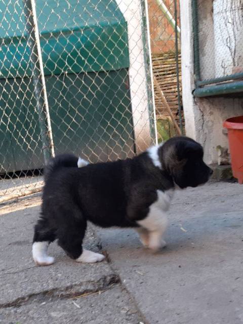 Američka Akita štenci